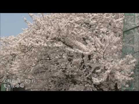 登米市内の桜2014