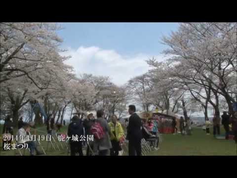 鹿ヶ城桜まつり2014