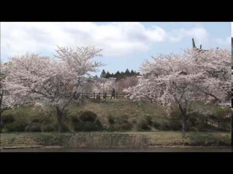 平筒沼桜まつり2014