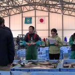 漁師の声が響く魚市場